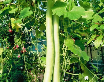 20 particles seeds/bag Ornamental Seeds Snake melon serpent gourd seeds 20 particles seeds/bag Ornamental Seeds Snake melon serpent gourd seeds
