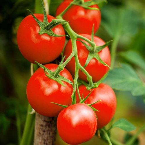 TOMATO X 20 *_* Next d READY TO POST  UK Cherry Vine Tomatoes seeds. IN STOCK 