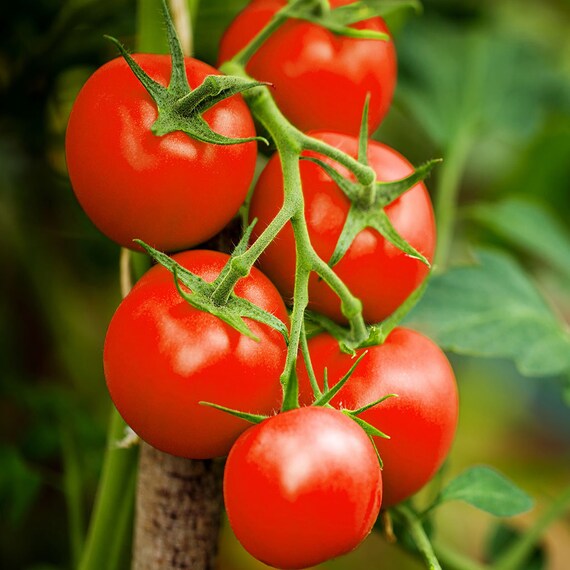 Moneymaker Vine Tomato Seeds Indeterminate Red Tomatoes Etsy