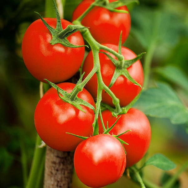 Moneymaker Vine Tomato Seeds | Indeterminate Red Tomatoes Cordon Non GMO USA Garden Vegetable Fruit Seed For 2024 Season Fast Shipping