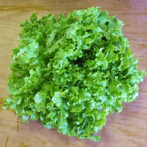 Zwart gezaaide Simpson groene bladslazaden Lactuca Sativa Salade Spinazie Bibb Niet-GMO Tuin Groentezaad 2024 Seizoen Snelle verzending afbeelding 4