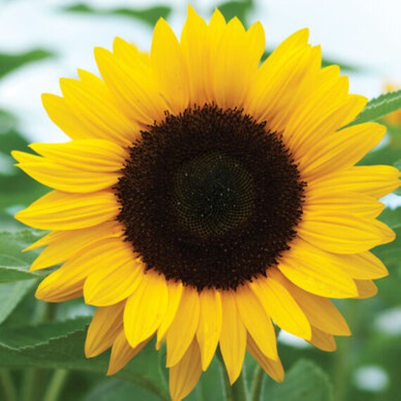 Tournesol Soleil Géant jaune à cœur noir 100 grammes