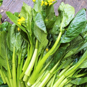 Yu Choy Sum Seeds 70D Improved Green Flowering Cabbage Bok Choy Chinese Broccoli Caitai Asian Vegetable Seed For 2024 Season Fast Shipping image 3