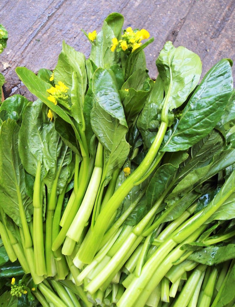 Yu Choy Sum Seeds 70D Improved Green Flowering Cabbage Bok Choy Chinese Broccoli Caitai Asian Vegetable Seed For 2024 Season Fast Shipping image 3