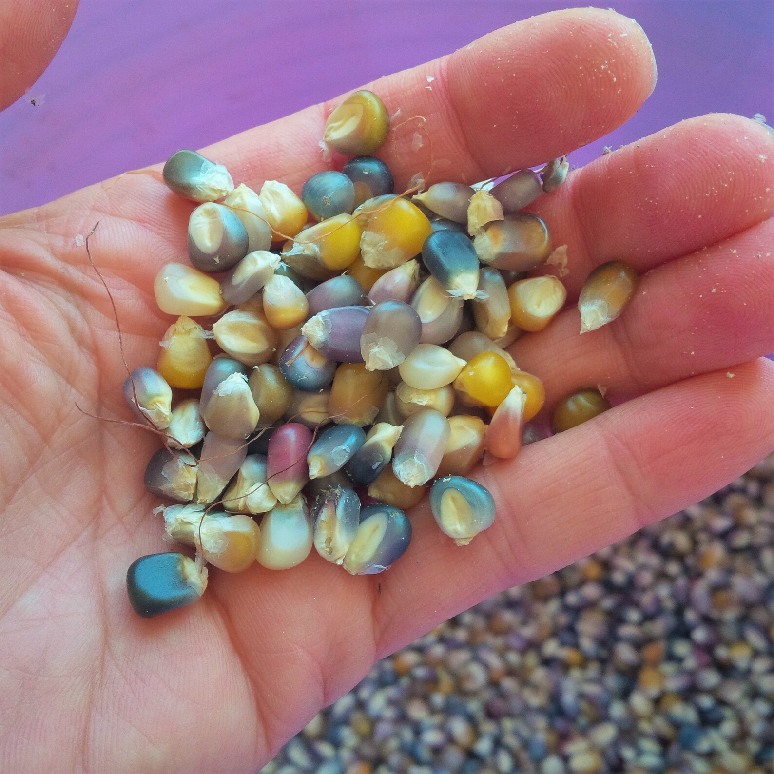 Glass Gem Ornamental Corn Seeds organic Multi Colored Etsy