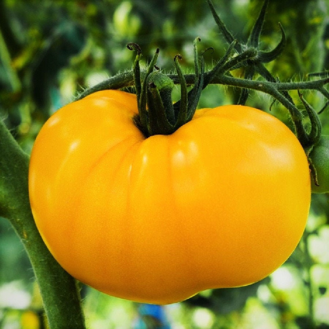 Yellow Brandywine Tomato Seeds Indeterminate Large Beefsteak Etsy
