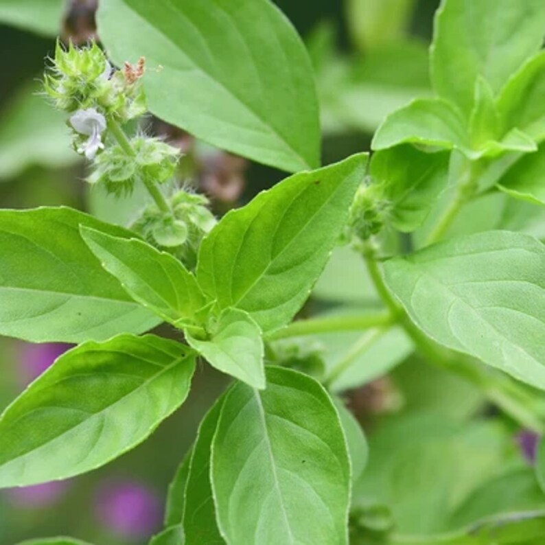 Thai Basil Seeds USA Asian Herb Bouquet Vietnamese Pho Etsy