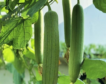 Tri Leaf Luffa Gourd Seeds | Smooth Wide Sponge Open Pollinated Cucumber Loofah Bitter Squash Melon Asian Seed For 2024 Season Free Shipping