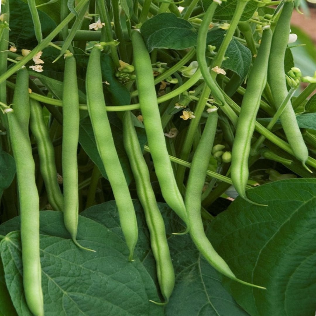 Burpee Stringless Green Bean Seeds bush Early Thick Meaty Stringless