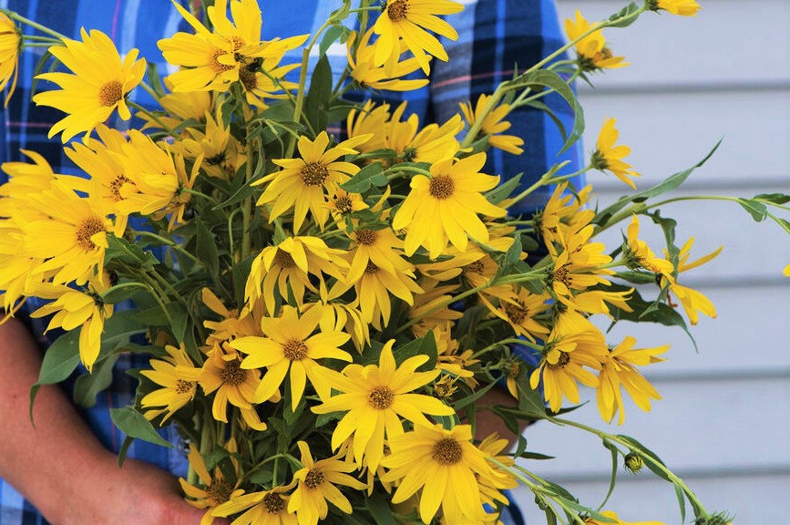 Maximilian Sunflower Seeds Prairie Sun Flower Yellow Perennial