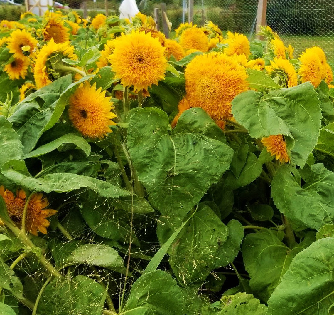 Teddy Bear Tall Sunflower Seeds Giant Sun Gold Tall Big Huge Etsy