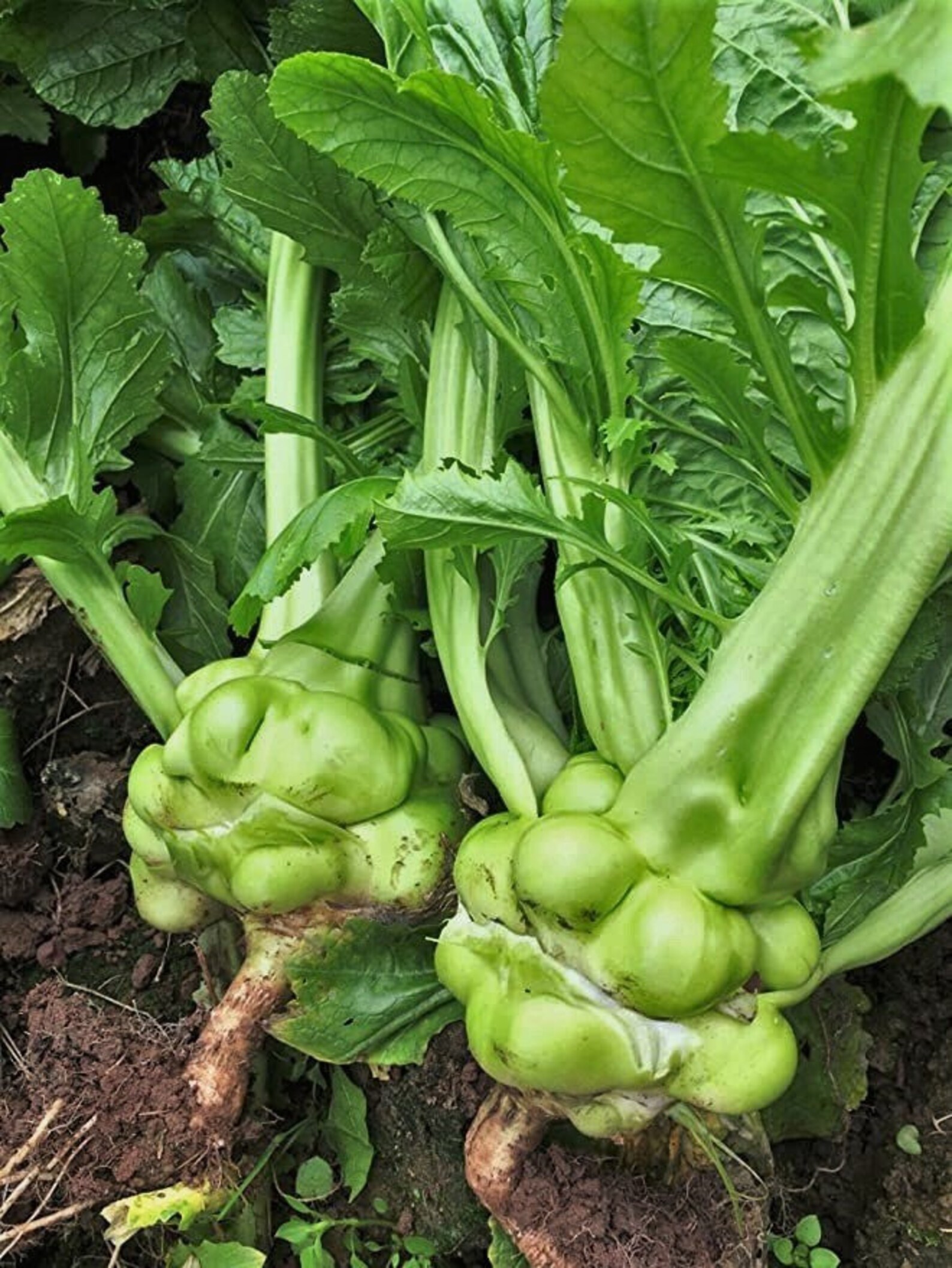 Chinese Stem Mustard Tuber Seeds zha Cai 搾菜 Tsa Tsai Etsy Canada