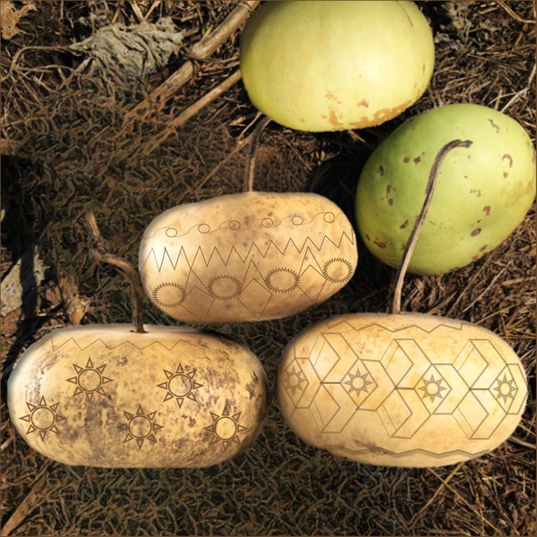 Corsican Gourd Seeds | Hard-Shelled Ornamental Gourds Lagenaria Siceria Basket Bowl Art Pumpkin Squash Seed For 2024 Season Fast Shipping