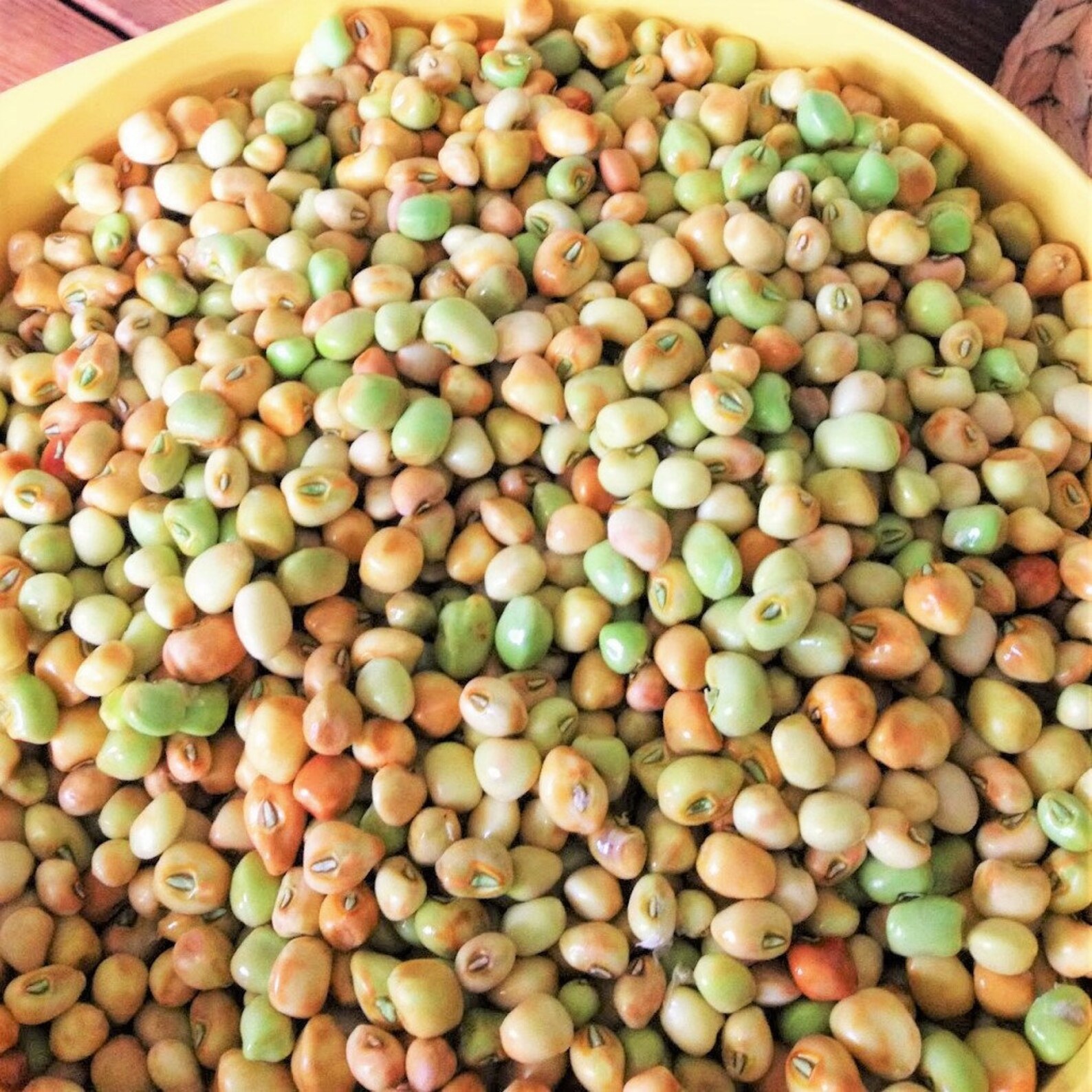 Knuckle Purple Hull Brown Crowder Cowpea Seeds Southern Etsy