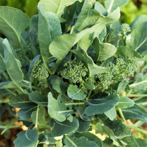 Broccoli Rabe Seeds | Broccoli Raab Spring Rapini Broccolini Broccoli Broccoletti Turnip Greens Non GMO Heirloom 2024 Season Fast Shipping