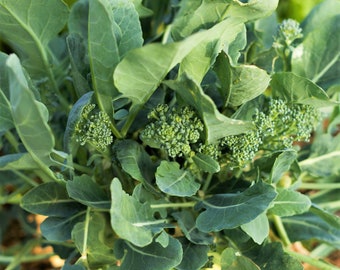 Broccoli Rabe Seeds | Broccoli Raab Spring Rapini Broccolini Broccoli Broccoletti Turnip Greens Non GMO Heirloom 2024 Season Fast Shipping