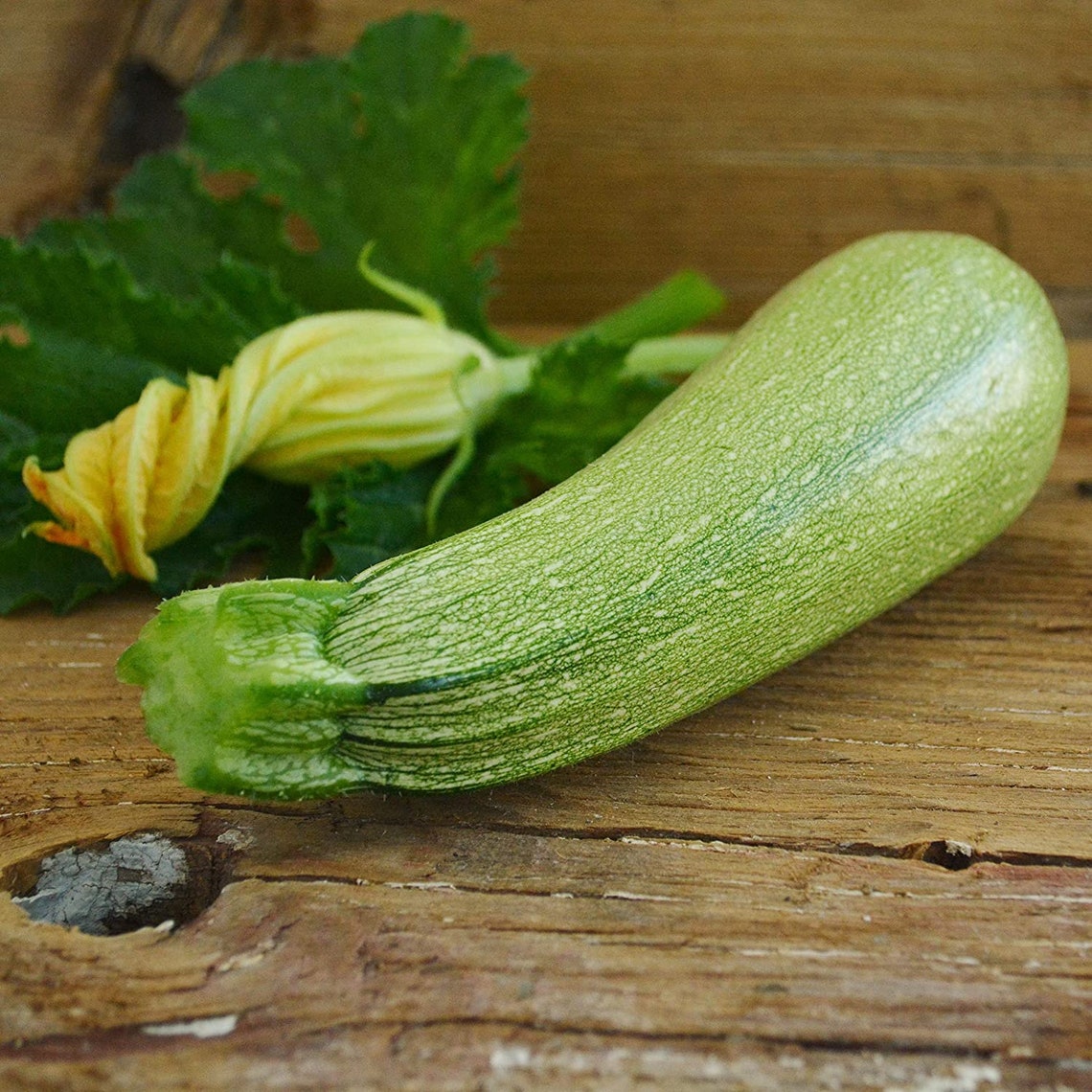 Grey Zucchini Seeds Mexican Gray Zucchini Summer Squash Etsy