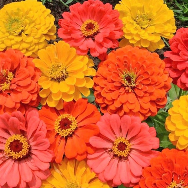 Fruity Beauty Mix Zinnia Seeds | Orange King Canary Yellow Coral Beauty Mixed Colors Flower Seed USA Bouquet For 2024 Season Fast Shipping