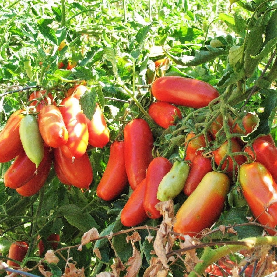 San Marzano Tomato Seeds Indeterminate Italian Plum Tomatoes Etsy San Marzano Tomato Seeds Indeterminate Italian Plum Tomatoes Etsy