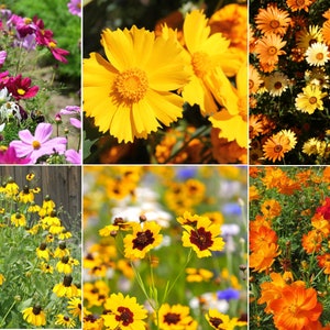 Birds, Bees, Butterflies Pollinator Mix Flower Seeds 22 Species Variety Fragrant Color Annual Perennial Flowers Seed 2024 Fast Shipping image 8