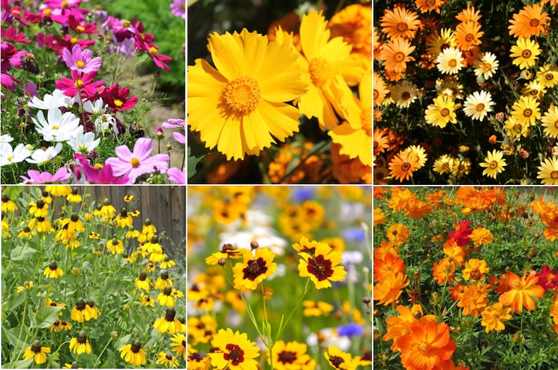 Birds, Bees, Butterflies Pollinator Mix Flower Seeds 22 Species Variety Fragrant Color Annual Perennial Flowers Seed 2024 Fast Shipping image 8