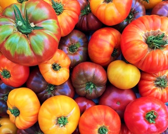 Rainbow Mix Beefsteak Tomato Seeds | Indeterminate Extra Large Multicolor Mixed Heirloom Tomatoes Fruit Seed For 2024 Season Fast Shipping