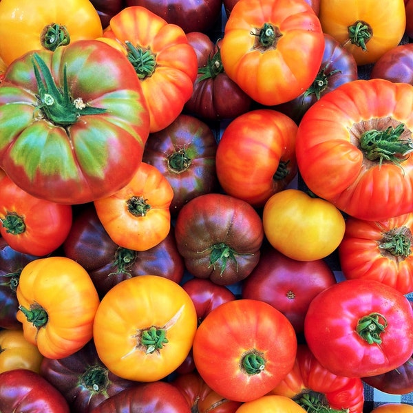 Rainbow Mix Beefsteak Tomato Seeds | Indeterminate Extra Large Multicolor Mixed Heirloom Tomatoes Fruit Seed For 2024 Season Fast Shipping