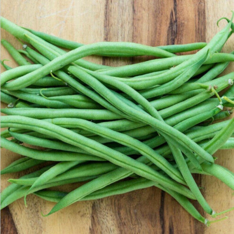 Top Crop Green Bean Seeds Bush Organic Non GMO Heirloom Etsy