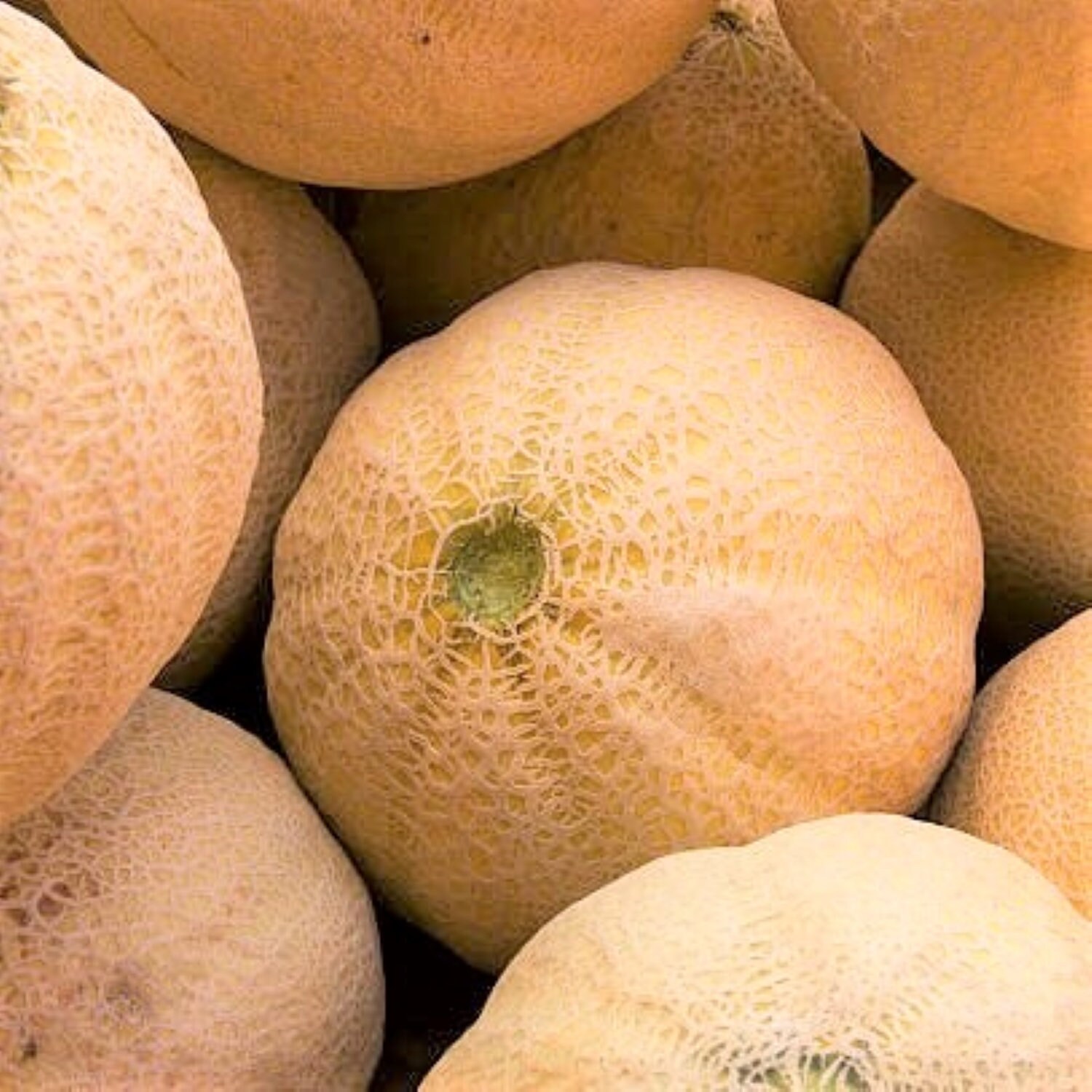 Honey Rock Cantaloupe Seeds Cucumis Melo Orange Muskmelon Etsy