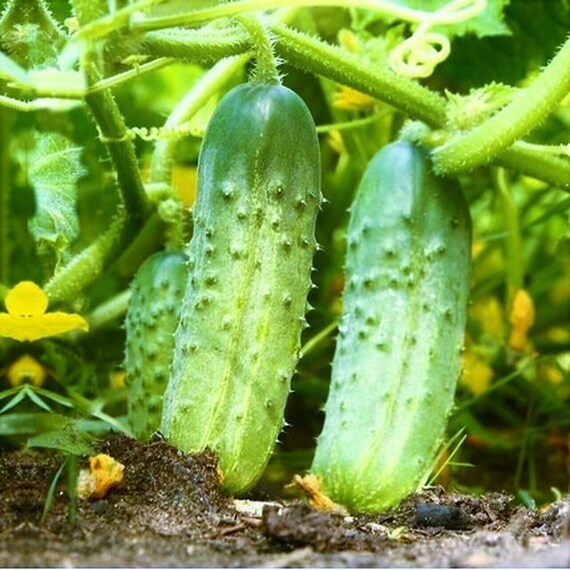 Pickling (Kirby) Cucumber Seeds
