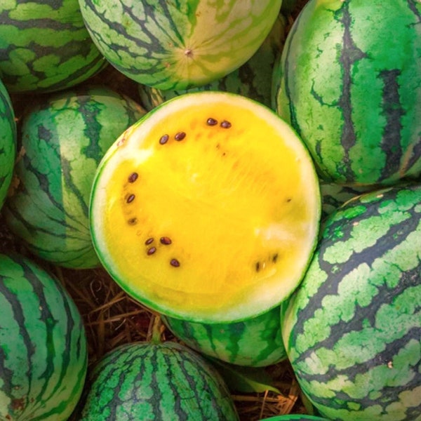 Yellow Petite Watermelon Seeds | Yellow Flesh Personal Mini Picnic Icebox Dwarf Melon 5-7 Lbs Sunny Doll Fruit Seed For 2024 Fast Shipping