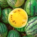 see more listings in the Watermelon | Cantaloupe section