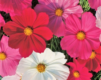 Sensation Mix Cosmos Seeds | Mexican Aster Pink Bipinnatus Flowers Drought Tolerant Daisy Wild Flower Seed Non GMO 2024 Season Fast Shipping