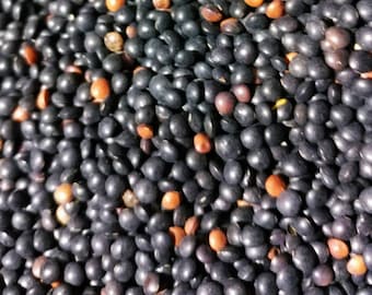 Black Lentil Seeds | Indian Head Non GMO Heirloom Vegetable Asian Indian French Beluga Daal Bean Cover Crop Vegan Geen Red Pea 2024 Season