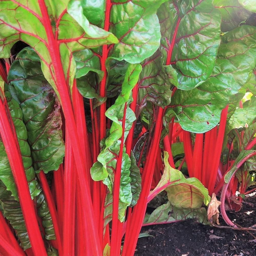 Ruby Red Rhubarb Swiss Chard Seeds Nongmo Garden Vegetable Etsy Canada
