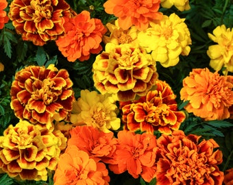 Sparky Mix French Marigold Seeds | Medium Tall Tagetes Patulas Double Mixed Colors Daisy Garden Flower Seed For 2024 Season Fast Shipping