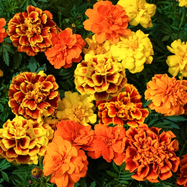 Sparky Mix French Marigold Seeds | Medium Tall Tagetes Patulas Double Mixed Colors Daisy Garden Flower Seed For 2024 Season Fast Shipping