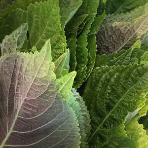 Korean Perilla Shiso Seeds Kaennip Sesame Beefsteak Leaf Green Purple Basil Mint Herb Asian Vegetable Seed For 2024 Season Fast Shipping image 1