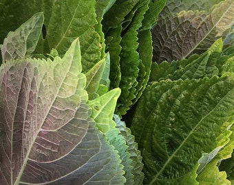 Korean Perilla (Shiso) Seeds | Kaennip Sesame Beefsteak Leaf Green Purple Basil Mint Herb Asian Vegetable Seed For 2024 Season Fast Shipping