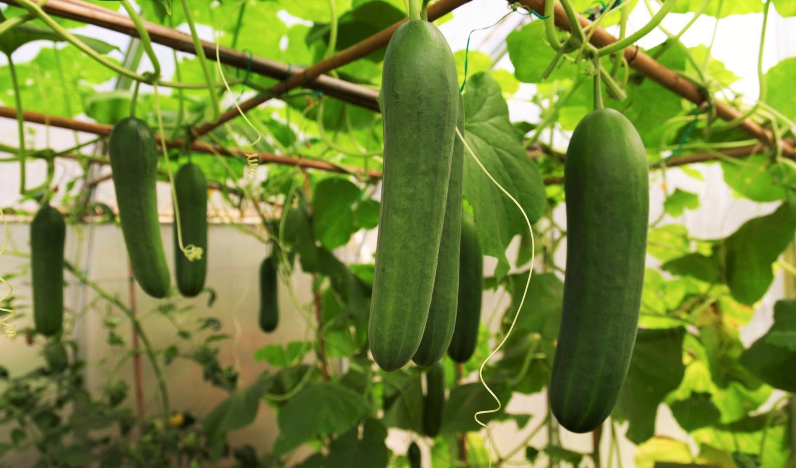 Persian Cucumber Seeds Lebanese Middle Eastern Cucumbers Etsy