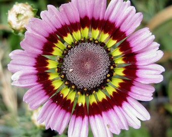 Painted Mix Daisy Flower Seeds | NonGMO Heirloom USA Garden Pink Indian Blanket Colorful Sunflower Sun Flower Seed 2024 Season Fast Shipping