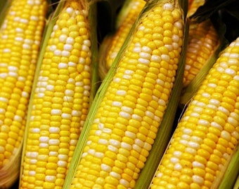 Ambrosia Sweet Corn Seeds | Bicolor Yellow & White F1 Hybrid Sugary-Enhanced SE Untreated USA Vegetable Seed For 2024 Season Fast Shipping