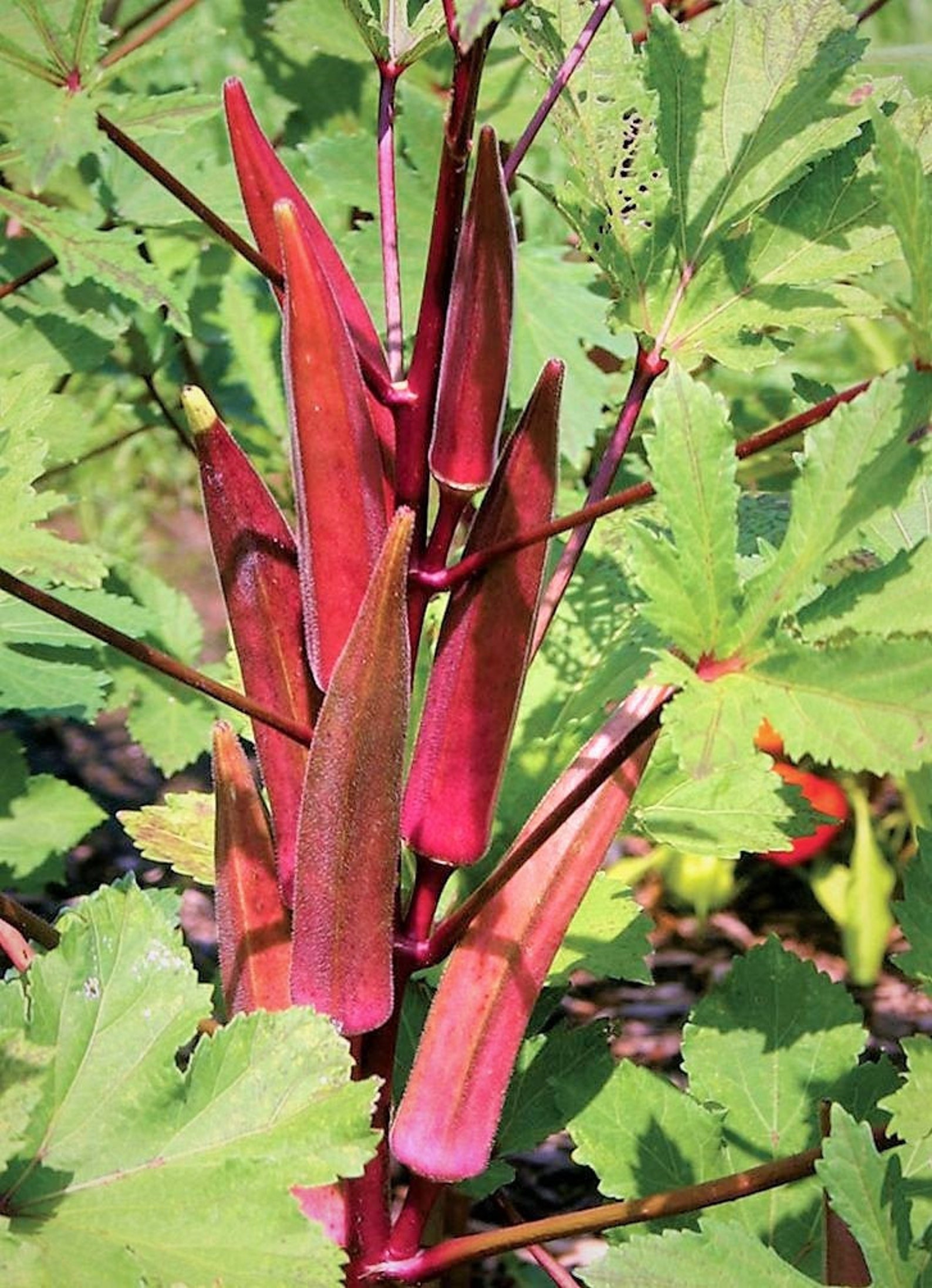 Burgundy Red Okra Seeds USA Garden Vegetable Southern Etsy