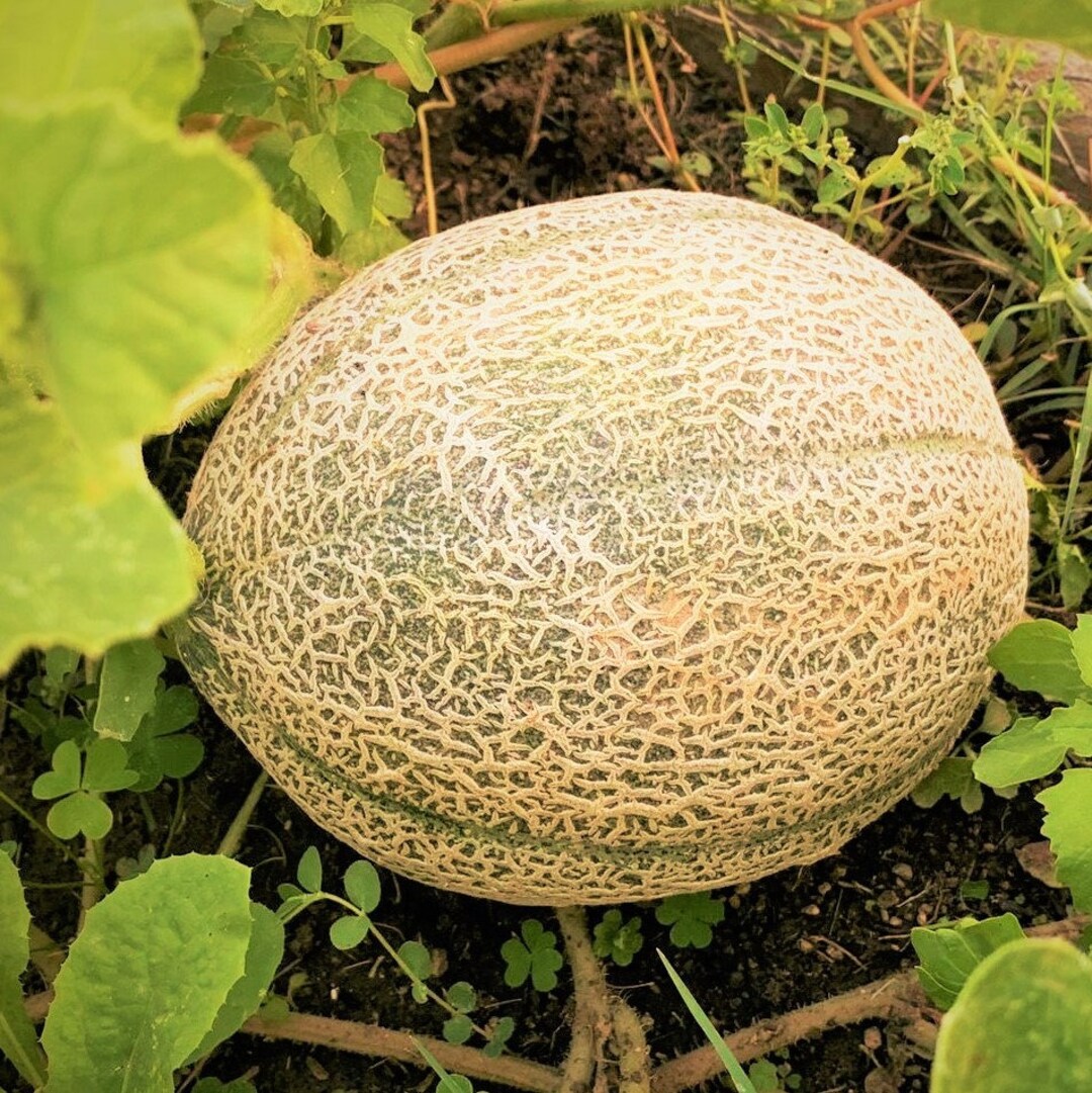 Hale's Best Jumbo Cantaloupe Seeds Nongmo Open Pollinating Orange Musk