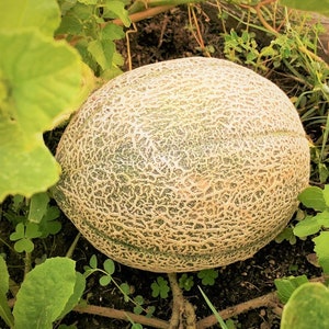 Hale's Best Jumbo Cantaloupe Seeds | NonGMO Open Pollinating Orange Musk Melon Sweet Tropical Fruit Seed Fresh For 2024 Season Fast Shipping