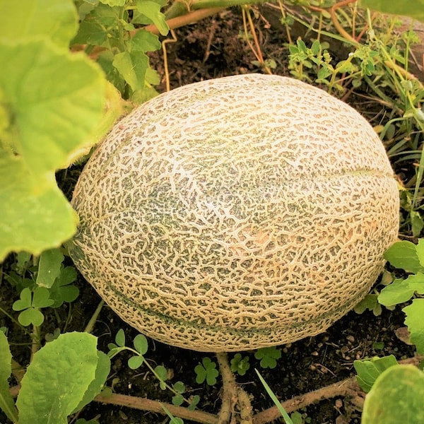 Hale's Best Jumbo Cantaloupe Seeds | NonGMO Open Pollinating Orange Musk Melon Sweet Tropical Fruit Seed Fresh For 2024 Season Fast Shipping