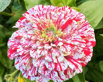 Peppermint Stick Zinnia Seeds | Candy Cane Zinnia Elegans Striped Giant Rainbow Cut and Come Again Flower Seed For 2024 Season Fast Shipping