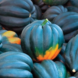 Table King Bush Acorn Squash Seeds | AAS Winner Winter Fall Garden Pumpkin Pepper Des Moines Vegetable Seed 2024 Season Fast Shipping