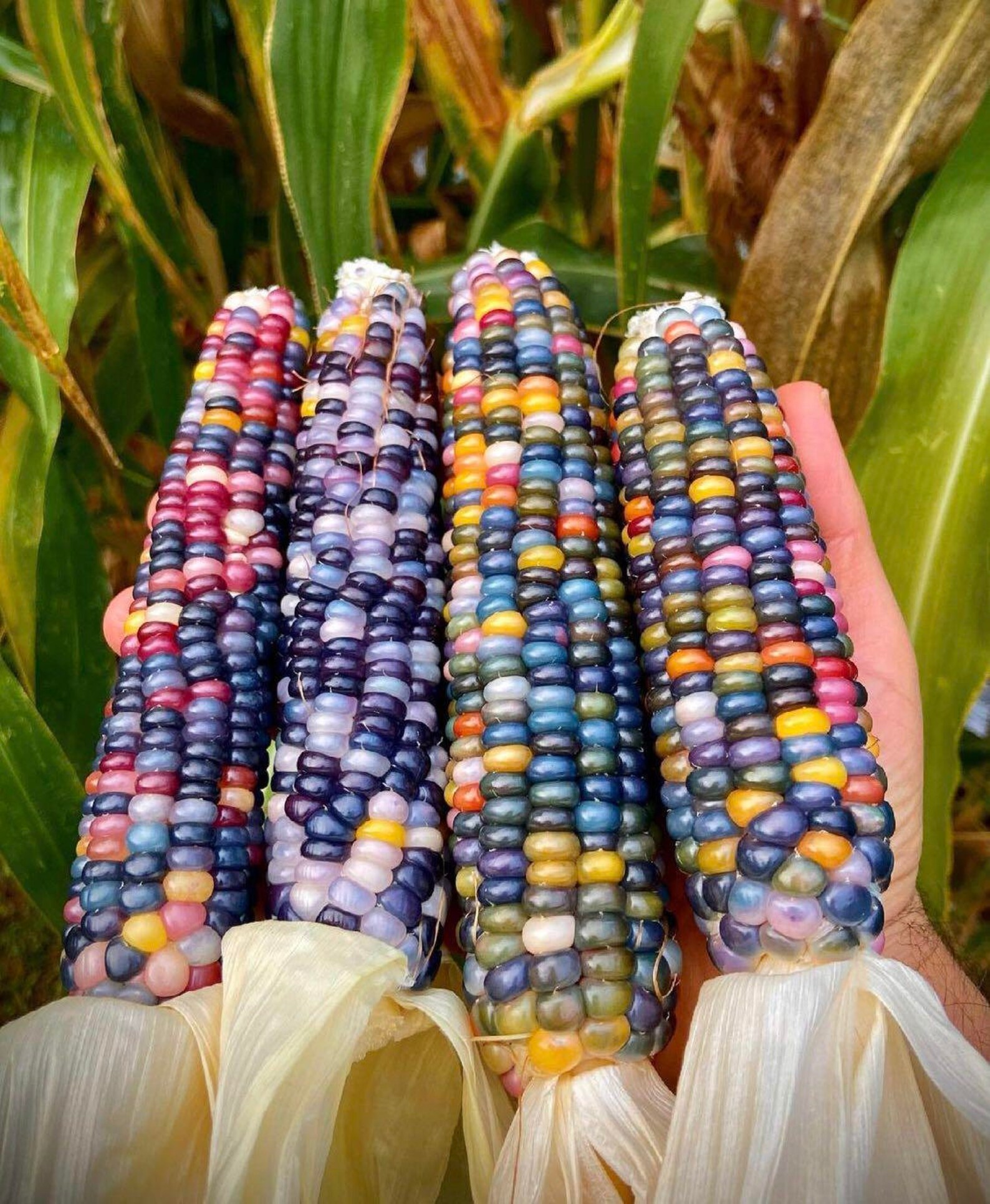 Glass Gem Ornamental Corn Seeds organic Multi Colored Etsy