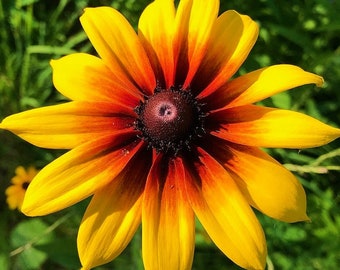 Gloriosa Daisy Flower Seeds | USA Garden Marigold Yellow Orange Sunflower Sun Seed Non GMO Heirloom For 2024 Season Fast Shipping